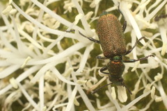 Eleale aulicodes