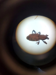 Steremnius carinatus