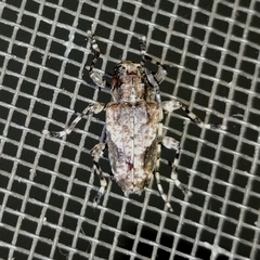 Aegomorphus jaspideus