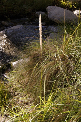 Image of Imperata brevifolia by (c) Eric Knight, some rights reserved (CC BY)