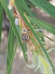 Paropsisterna semifumata