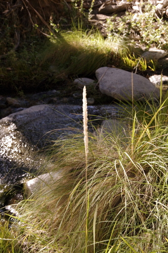 Image of Imperata brevifolia by (c) Eric Knight, some rights reserved (CC BY)