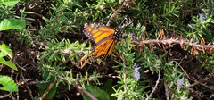 Danaus plexippus