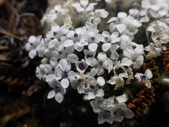 Veronica pulvinaris