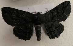 Melanodes anthracitaria