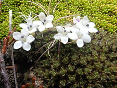 Veronica pulvinaris