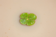 Marsilea