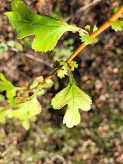 Crataegus marshallii