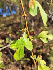 Crataegus marshallii