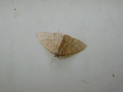 Cosymbiini