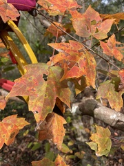 Acer leucoderme