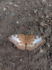 Tanaecia pelea