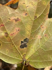 Acer leucoderme