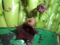 Huernia schneideriana