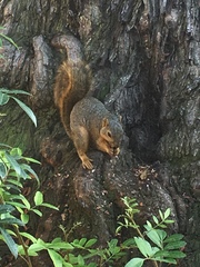 Sciurus niger