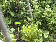 Vanessa itea
