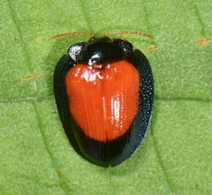 Calyptocephala discoidea