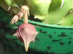 Huernia schneideriana