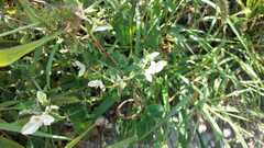 Carlowrightia neesiana
