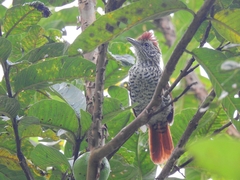 Thamnophilus multistriatus