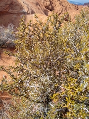 Cercocarpus intricatus