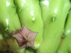 Huernia schneideriana