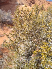 Cercocarpus intricatus