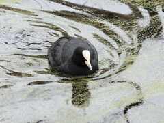 Fulica atra atra