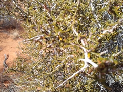 Cercocarpus intricatus