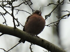 Fringilla coelebs coelebs