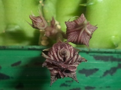 Huernia schneideriana