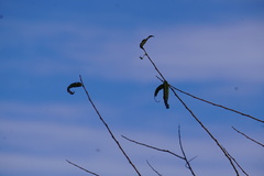 Salix nigra