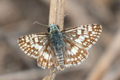 Burnsius communis