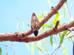 Daphoenositta chrysoptera