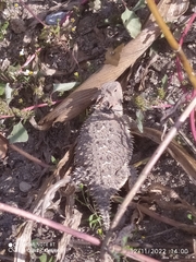 Phrynosoma orbiculare