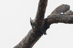 Daphoenositta chrysoptera