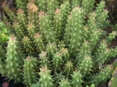 Huernia schneideriana