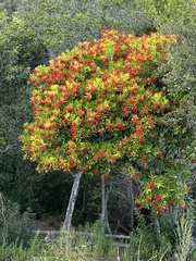 Pyracantha koidzumii