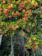 Pyracantha koidzumii