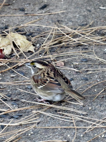 White-throated Sparrow photographed in New Jersey