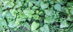 Blitum virgatum