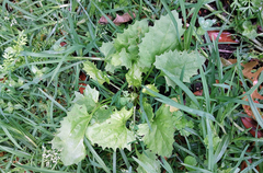 Blitum virgatum