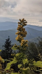 Solidago nemoralis