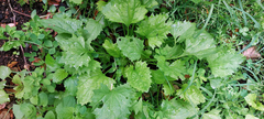 Blitum virgatum