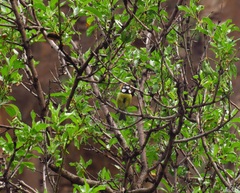 Cyanistes teneriffae