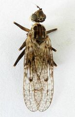 Pyrgotidae