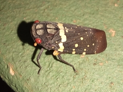 Acraephia perspicillata