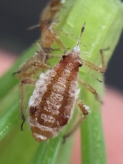 Cinara pilicornis