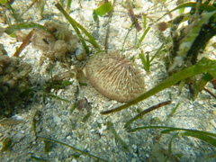 Cycloseris cyclolites