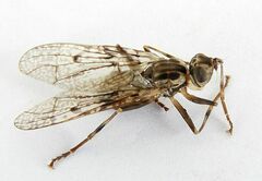 Pyrgotidae